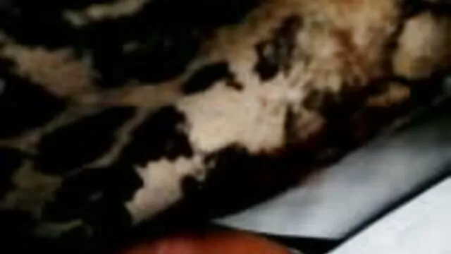 Neelam xxx latino español